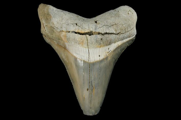 Serrated, Fossil Megalodon Tooth - Aurora, North Carolina #179736